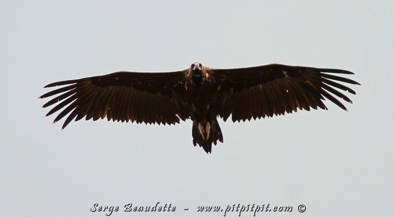 Nous verrons plus de 150 Vautours fauves, une bonne dizaine de Vautours moines, et 2 Percnoptères d'Égypte!!! (Ici, Vautour moine)