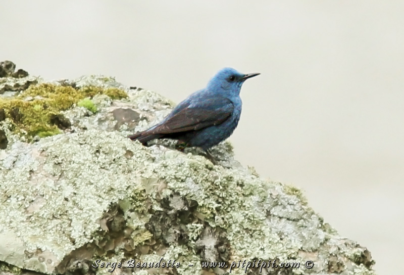 Nos guides Vincent et Mathieu sont très impressionnés et trouvent que nous avons beaucoup de chance! Nous continuons de revoir de belles espèces vues antérieurement... Et nous continuons d'accumuler les nouvelles espèces, comme cet impressionnant et splendide Monticole bleu que nous pouvons admirer pour la première fois du voyage!!!  