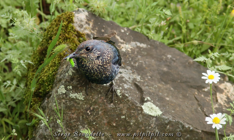 Aidé par sa femelle (Monticole bleu), toute aussi élégante même si elle est moins éclatante!