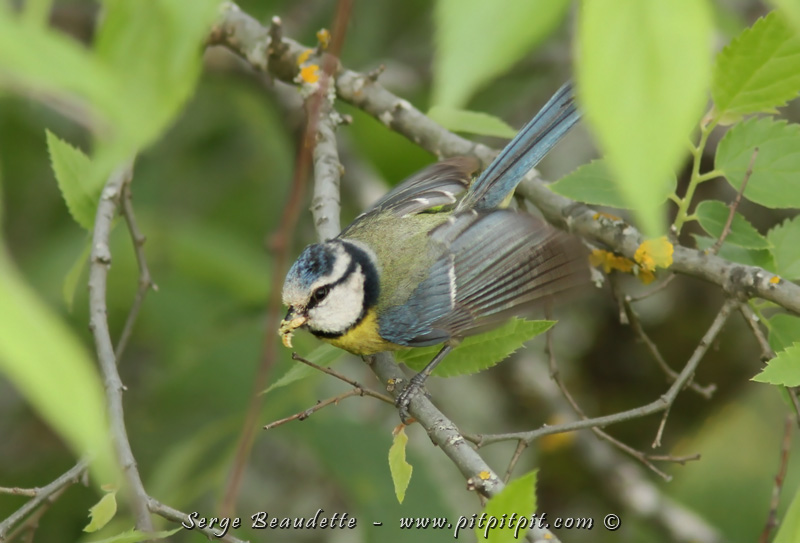 La magnifique et délicate Mésange bleue qui transporte de la nourriture pour ses bébés elle aussi...