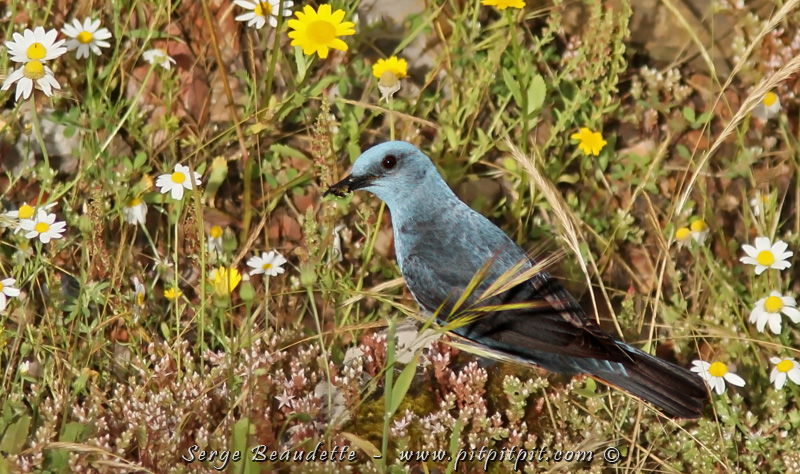 Des passereaux magnifiques s'alterneront sous nos yeux, tellement que nous ne savons plus où donner de la tête, où donner des yeux!!! La journée est tellement productive et généreuse que je devrai poursuivre avec la suite demain! …C’est à croire que je fais exprès pour vous faire languir avant de vous montrer ce que je vous ai promis il y a 2 jours… Ne manquez pas la suite demain!!! En guise d’aperçu, je vous laisse avec cette image de cet oiseau tellement MAGNIFIQUE que nous revoyons aujourd’hui, dans des conditions plus qu’excellentes : le Monticole bleu mâle!