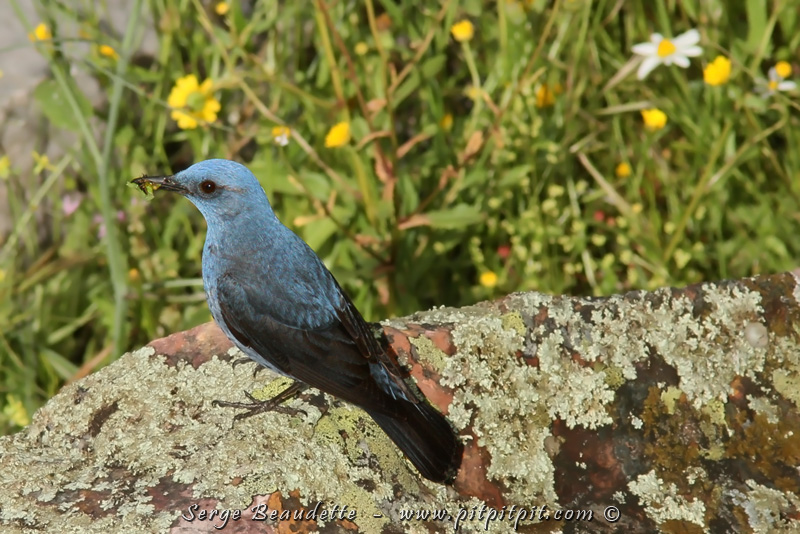 ...et pourquoi pas une autre image de cette beauté, en plein soleil, juste devant nous... Un CADEAU!!!