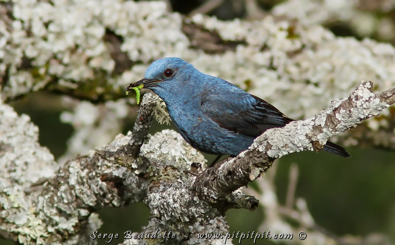 Tout comme un de mes oiseaux favoris, le Monticole bleu (ici, le mâle) qui s'en va nourrir ses jeunes!