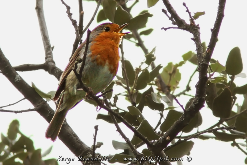 Oiseaux EMBLÉMATIQUE! Un dernier arrête en avant-midi nous permettra de voir le ROUGE-GORGE FAMILIER! Oui, oui! Le vrai Rouge-gorge!  ...Je constate mieux que jamais que les colons qui sont arrivés en Amérique du Nord et qui ont confondus notre Merle d'Amérique avec leur Rouge-gorge n'étaient pas des naturalistes en herbe!!!  Ils n'ont, à toute fin pratique, RIEN en commun ces 2 oiseaux! Épatant que 400 ans plus tard, dans le language populaire, le nom "Rouge-gorge" reste encore accroché à notre Merle d'Amérique! La puissance de la transmission orale!