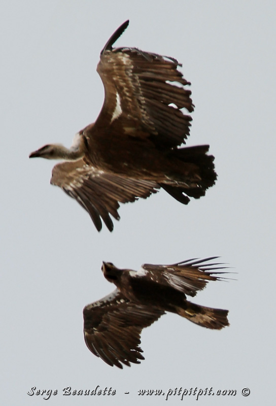 ...Nous le verrons même chasser un ÉNORME Vautour fauve, lui qui paraissait déjà comme un géant! 