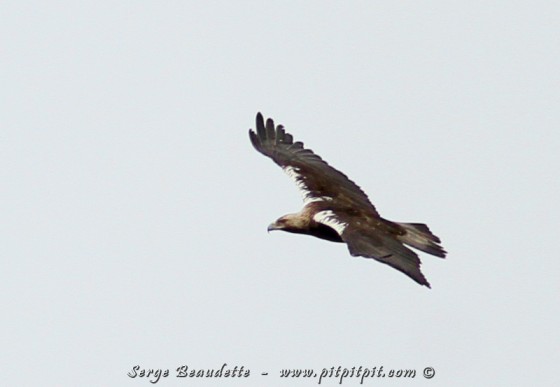 Aigle ibérique