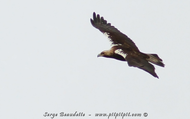 C'est peu de temps après seulement que mon 2e souhait de fête sera réalisé!!! Oui, oui, par l'apparition d'un Aigle ibérique dont il ne reste que 150 couples sur la planète! C’est un jeune, un peu loin... mais à cheval donné,…(!) (*...Petit scoop!!! ...Comme le récit est publié en différé, je peux juste vous dire que demain, je recevrai, relié à cette espèce un ÉNORME cadeau de fête avec une journée de décalage!!! Je n’en dis pas plus…) (Photo d'un adulte prise le lendemain...)