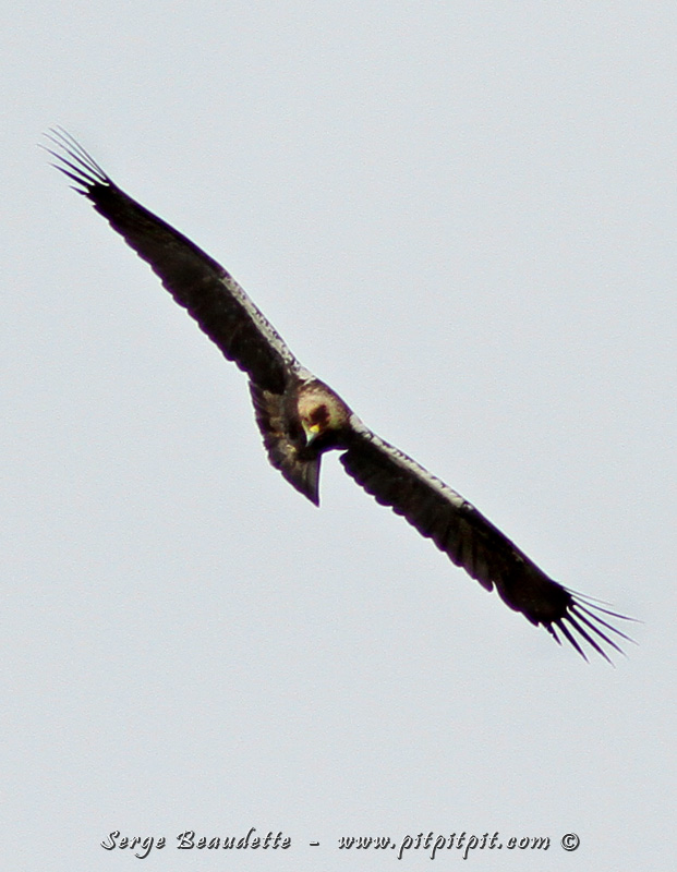 Nous le verrons perché, le couple ensemble, en vol, dessus, dessous... (Aigle ibérique)