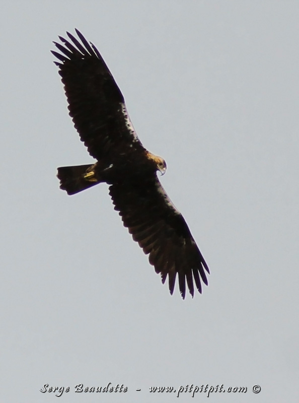 L'Aigle ibérique, qui ressemble énormément à l'Aigle royal (que nous avons vu aussi), est une espèces dont il ne reste QUE 150 COUPLES, tout au plus, SUR TOUTE LA PLANÈTE...!!!!!!