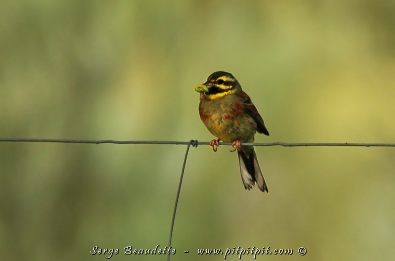 Juste avant de monter la montagne, directement du stationnement, nous verrons enfin un oiseau dont le nom vu dans le livre a fait sourire tout le monde! Il s'agit du Bruant ZIZI!!! Oui, oui! Et pour ceux et celles qui, comme moi, pensez que le terme « zizi » a une autre signification pour les Européens, détrompez-vous! C’est exactement la même chose pour eux ;-) ...Bon! J’ai tout regardé, et je ne comprends encore pas ce lien douteux, mais bien rigolo!