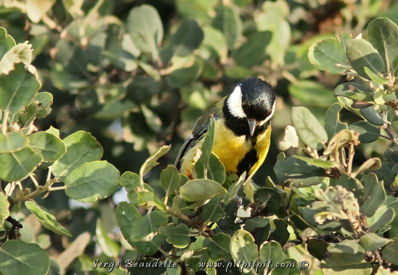 Durant la montée, nous verrons ou reverrons pour la plupart, et très très bien, 4 espèces de Mésanges!!! Elles n'ont pas toujours été faciles à observer mais là, nous avons de belles occasions! Il s'agit des Mésanges: bleues, charbonnières, à longue queue et huppée! Nous devrions ajouter une 5e et dernière espèce demain en montagne, la Mésange noire qui ressemble beaucoup à notre Mésange à tête noire. (Mésange charbonnière)