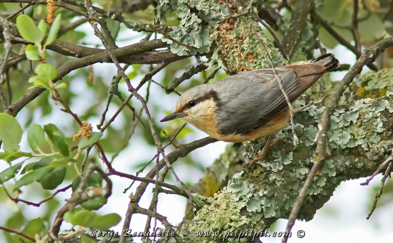 Nous voyons aussi nos première Sittelles torche-pot (un autre nom aussi mignon que l'oiseau lui-même!)