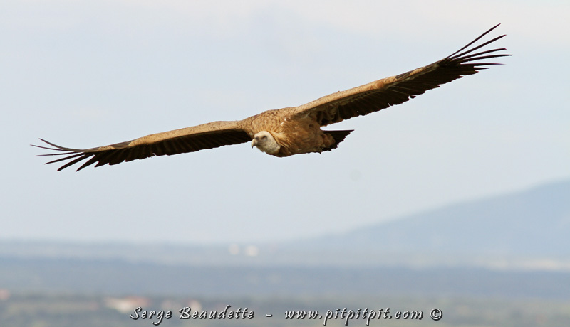 Ce sera justement l'occasion de contempler et de se laisser impressionner par leurs façons d'exploiter les courants d'air avec une perfection indescriptible, pour voler contre le vent sans battre des ailes!
