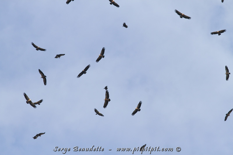 ...Sans battre des ailes, les Vautours peuvent monter dans les airs jusqu'à 10 mètres par seconde!!! ...plus vite que dans n'importe quel ascenseur!