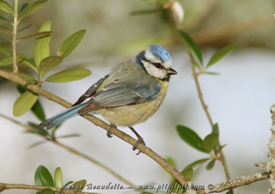 Mésange bleue