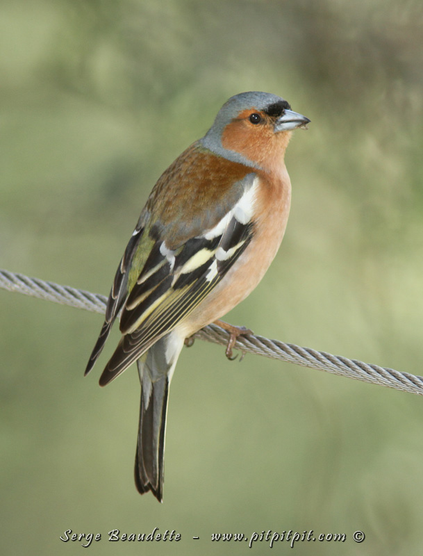 Et nous continuons d’améliorer la qualité de certaines observations, comme ce commun Pinson des arbres, ici, particulièrement collaborateur!