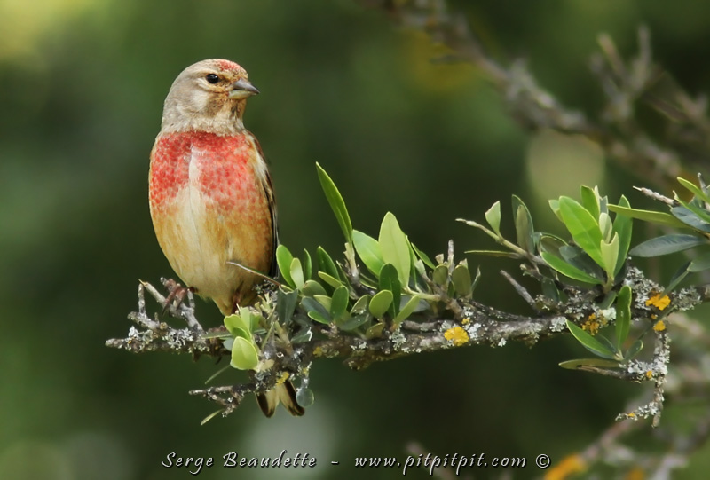 Nous redescendons la colline, continuant d'accumuler les belles observations, comme la colorée et délicate Linotte mélodieuse! (J’ai eu beau regarder et m’interroger, je n’ai pas trouvé le lien avec l’expression « Tête de linotte »…) 