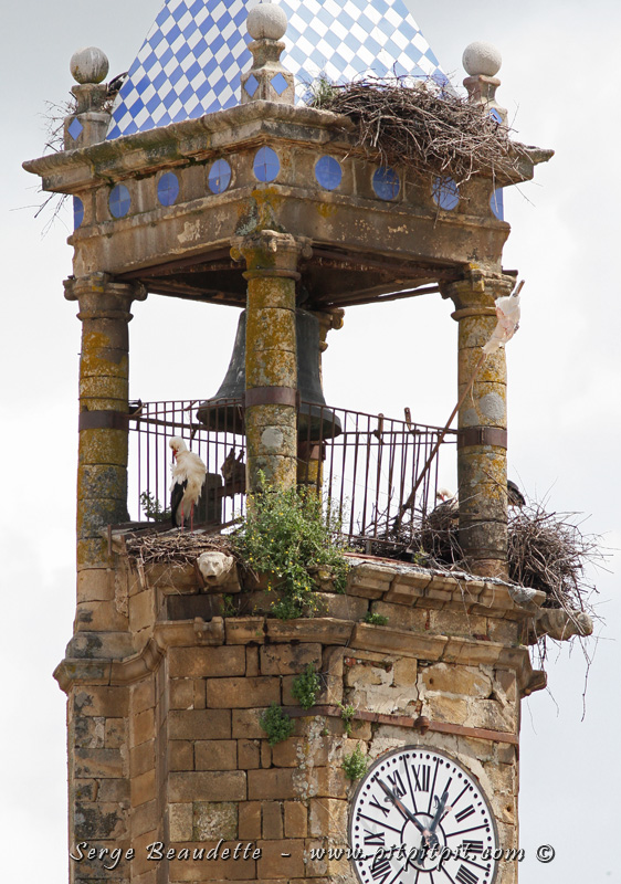 Les Cigognes se sont approprié la ville, nichant sur tous les promontoires! ...Comme en témoignent ces 4 nids ici sur ce clocher en pleine place publique!