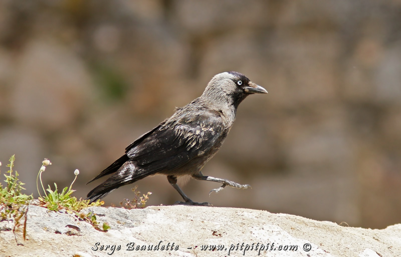 Les guides Mathieu et Vincent rient de moi affectueusement puisque ces oiseaux sont un peu considérés ici comme "des moineaux communs sans importance"...
