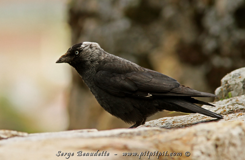 Les Choucas des tours (l'idole de mon enfance!) sont aussi omniprésents et j'ai enfin un contact plus intime avec eux! 