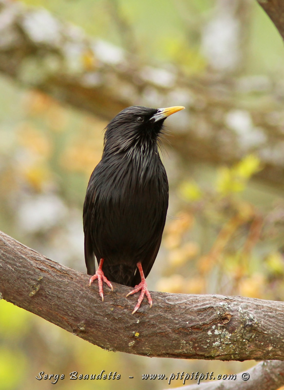 Aussi, nous pouvons voir de très près cet l'Étourneau unicolore, une espèce hyper semblable à l'Étourneau sansonnet que nous connaissons bien, qui est pourtant un oiseau d'Europe mais que nous ne verrons qu'à une reprise à Barcelone le jour du départ! Sinon, tous les étourneaux que nous verrons seront l'unicolore qu'on reconnaît par l'absence de points sur le plumage et les plumes ornementales de la gorge plus frivoles et plus longues!