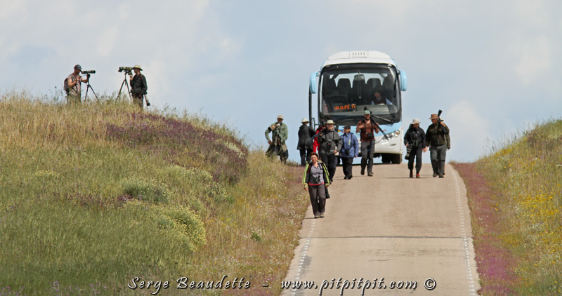 Heureusement que nous avions de la marche à faire en après-midi!!! Nous sommes retournés dans la dehesa, dans les plaines à gangas, parce que nous n'avons eu qu'une chance trop brève de les voir la veille.