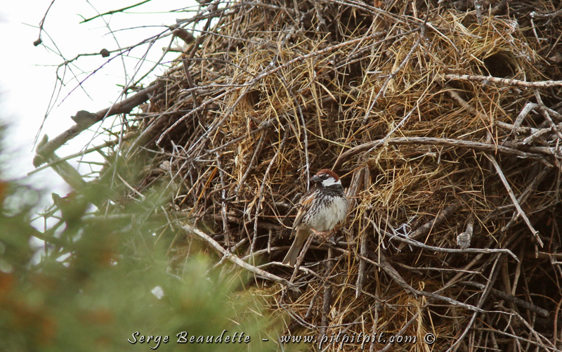 Il a la particularité de faire son nid, directement DANS celui des cigognes!!! ...Un sous-locataire des cigognes! Nous en avons vu plusieurs et très très bien sur ce site! (Le gros amas de branches est le nid d'une Cigogne et la paille avec les 3 entrées foncées, ce sont les entrées des nids de Moineaux espagnols, à l'intérieur du nid des Cigognes).