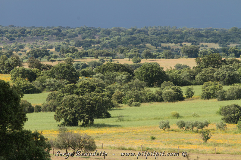 Nous terminons la soirée sur un des seuls sites d'Espagne où on peut trouver l'Élanion blanc. Nous aurions du avoir à le chercher longtemps mais non! Encore, en 30 secondes nous le repérons, plaçons les télescopes et l'observons à souhait!!!