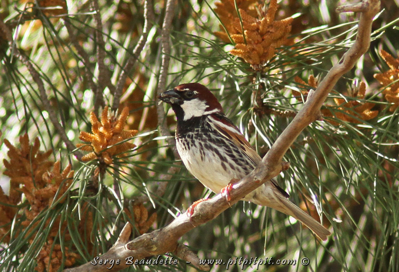 C'est le même site où on peut voir un oiseau assez localisé, qui s'étend peu à peu mais qui est encore très recherché, le Moineau espagnol!!! 