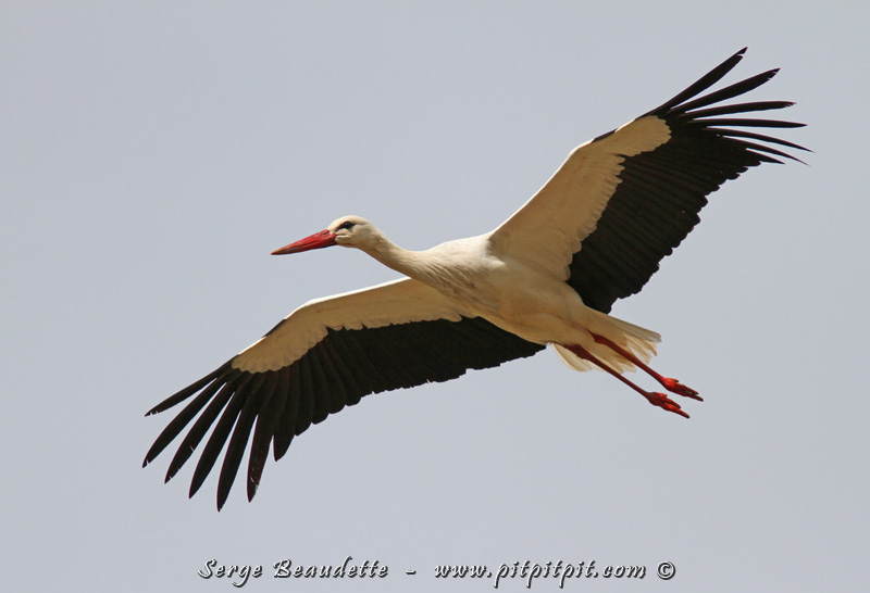 ...Aux endroits très localisés où il peut être observé, il est en relation très étroite avec les Cigognes blanches...