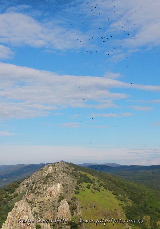 ...Je ne sais pas si vous arrivez à voir toutes les petites taches noires? Ce sont tous des oiseaux qui ont près de 3 mètres d'envergure!!!