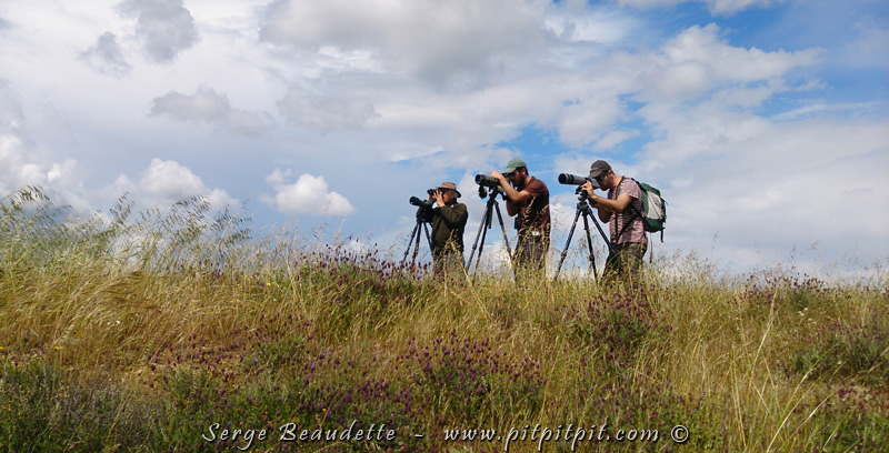 C'est au terme d'une belle agréable marche, sous un soleil agréable, que j'ai trouvé un beau petit groupe de Gangas unibande!!! Ils étaient un peu loin comme il faut s'en attendre avec ces oiseaux qui ont été tellement chassés, mais tout le monde a pu les voir au télescope, posés, ce qui est vraiment EXCELLENT!