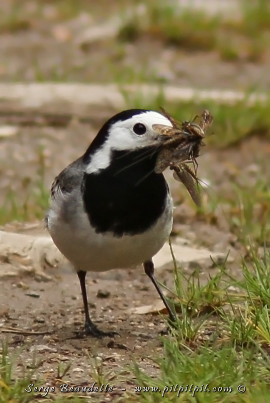 C'est aussi le cas de la MAGNIFIQUE Bergeronnette grise, vue souvent tout de même, mais d'un peu loin... et qui vient cette fois, se poser juste devant nous, avec des dizaines d'insectes dans le bec!!!