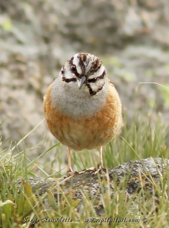 J’ai personnellement ajouté PLUSIEURS nouvelles espèces à ma liste à vie! Si bien qu’il ne m’en manque que 8 pour atteindre 100! 8 espèces pour faire ma 2e roulade! (Une roulade à chaque 50 nouvelles espèces à vie!) J’ai ajouté aussi un oiseau au nom dont j’ignore l’origine : le Bruant FOU!
