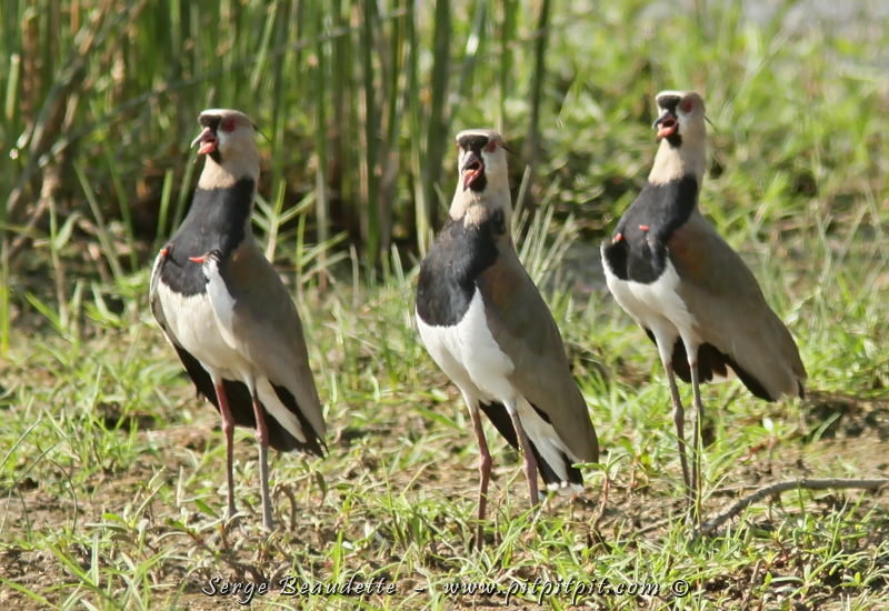 Cet oiseau, le Vanneau tero, originaire de l'extrême sud de l'Amérique, s'étend maintenant vers le Nord; il est même à présent très abondant au Costa Rica. C'était pourtant la première fois que je le voyais en parade nuptiale, et nous avons tous été particulièrement impressionnés par ses cris et...