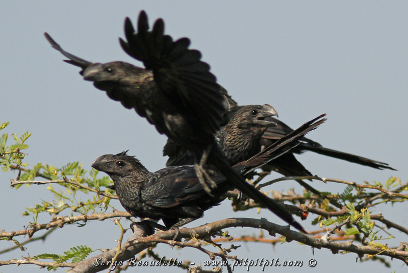 Ici, nous voyons des Anis à bec lisse, qui aiment bien se coller les uns sur les autres... certainement pas pour se réchauffer!