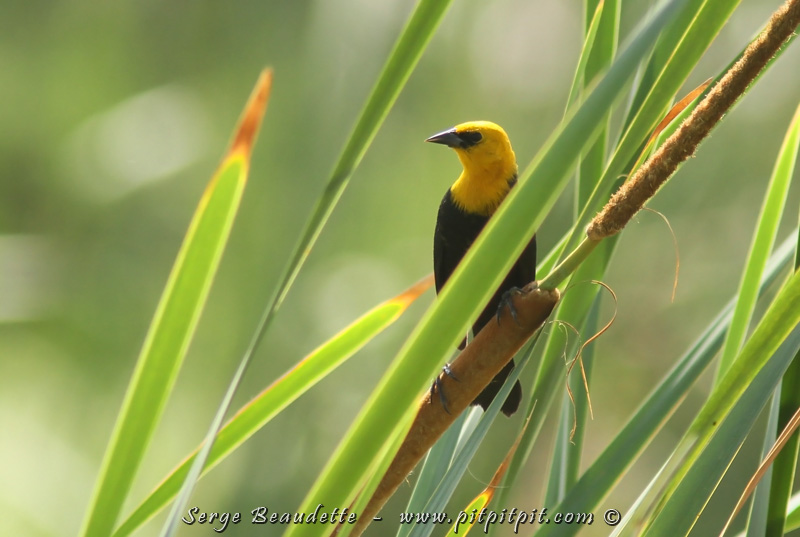 Un Carouge à tête jaune