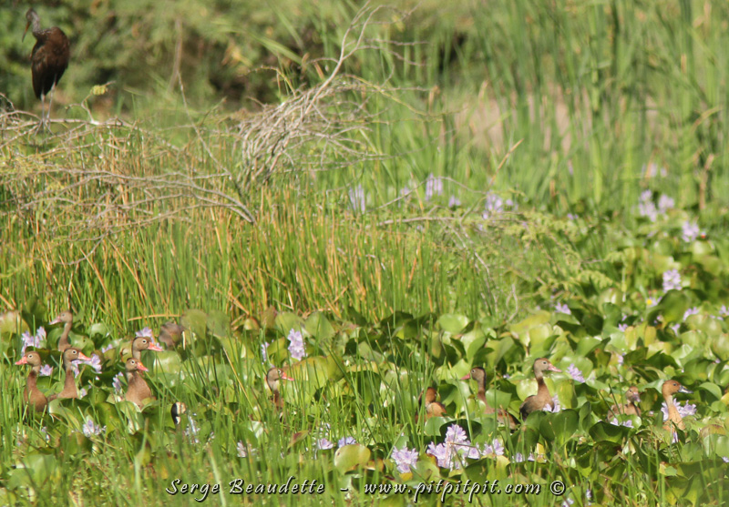 Puis, les trois espèces de dendrocygnes présentes en Colombie, dans la même image!! Qui se risque à les nommer? Essayez-vous dans les commentaires, ceux qui oseront!