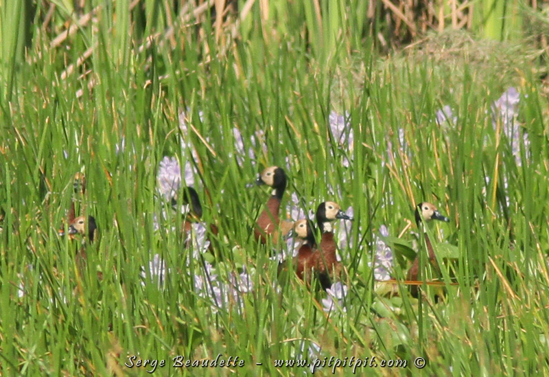 Ici, des Dendrocygnes moines, que je voyais pour la première fois!