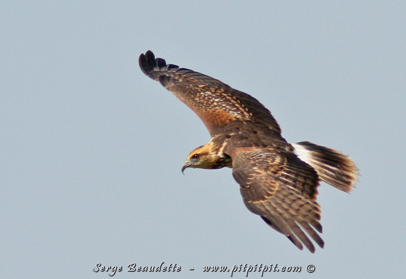 Puis un majestueux Milan des marais, qui s'y nourrit de gros escargots!