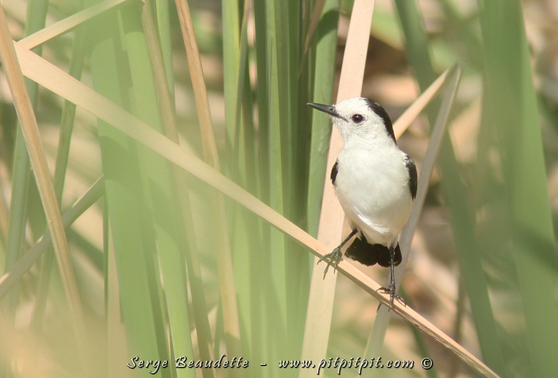 Un des rares oiseaux plus pâle en dessous qu'au dessus! Plumage original!