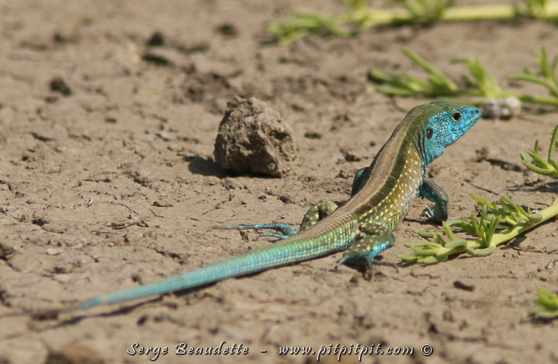 2018-01-08_10-46-27_IMG_8301