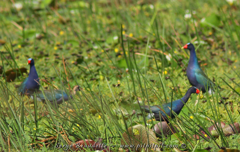 Une abondance de Talèves violacées