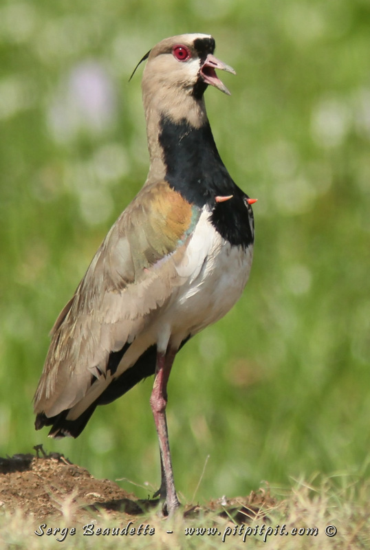 ...ses griffes, présentes aux "poignets" de ses ailes!! Eh oui! Il a encore les vestiges de ces griffes qu'avaient jadis les oiseaux, et les sort pour la grande séduction!