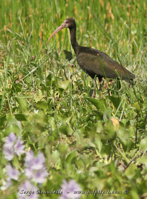 L'ibis à face nue, une autre espèce aquatique!