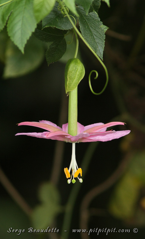 2018-01-15_11-33-54_IMG_0045