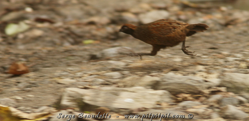 2018-01-15_12-31-51_IMG_0058