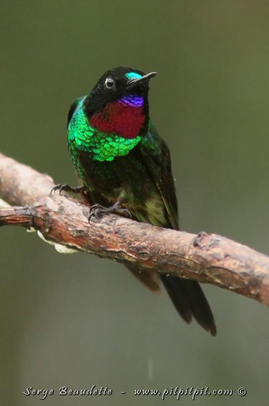 Et l'Héliange tourmaline, un colibri que je trouve très beau! Sa gorge n'a cette couleur que lorsqu'elle est placée dans un angle très précis...
