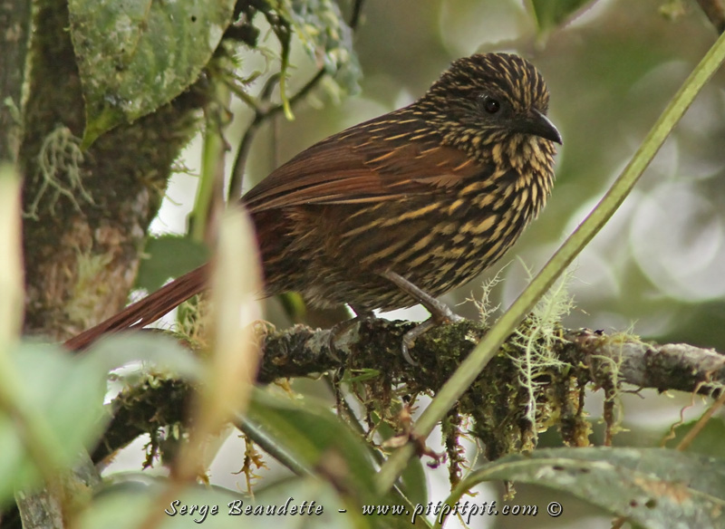 2018-01-17_10-35-26_IMG_0940