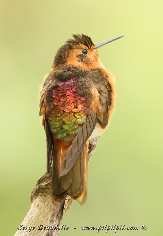 Le voilà, avec son dos merveilleux, à l'origine de son nom!  Ce colibri, on le voit à différents endroits en Amérique du Sud, comme en Équateur. 